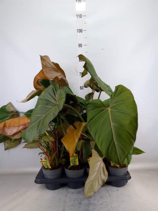 <h4>Philodendron   ...</h4>