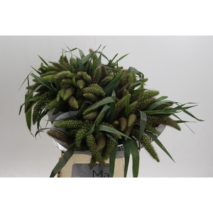 Setaria Italica Red Jewel