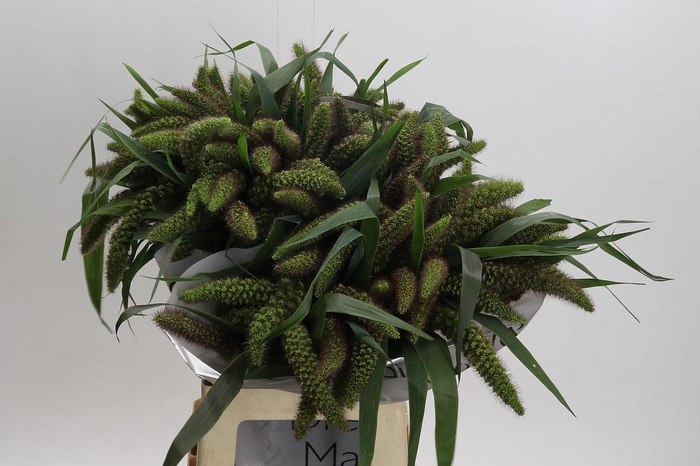 Setaria Italica Red Jewel