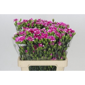 Dianthus Sp Tessino Fruity