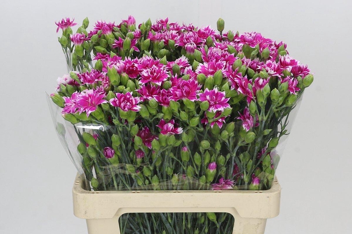 <h4>Dianthus Sp Tessino Fruity</h4>