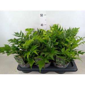Cyrtomium falcatum