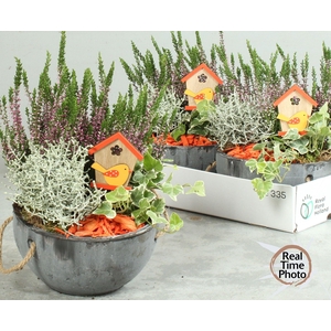 ARR TUINPLANTEN