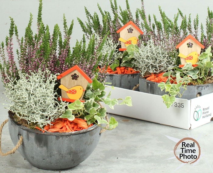 <h4>ARR TUINPLANTEN</h4>