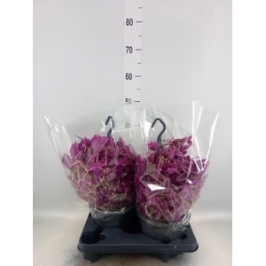 Tradescantia zebr. 'Pink Paradise'
