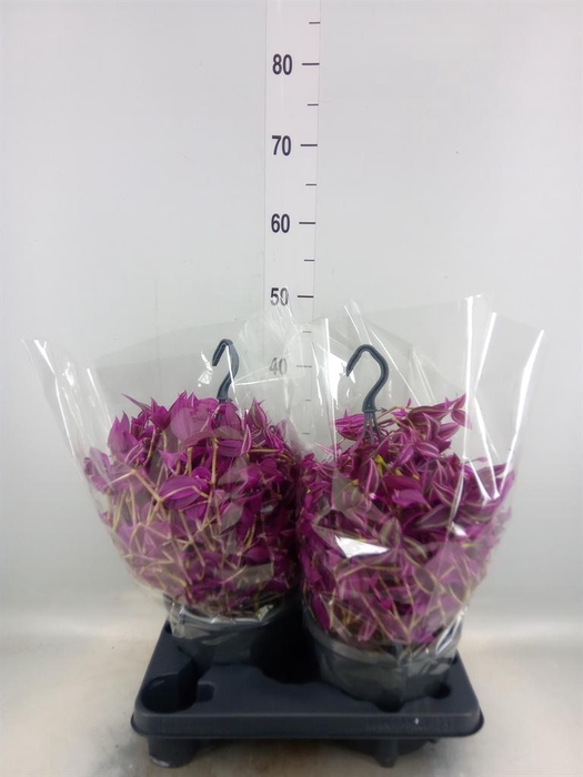<h4>Tradescantia zebr. 'Pink Paradise'</h4>