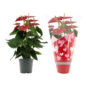 Anthurium 17 cm Jambo Red in Couture Heart sleeve