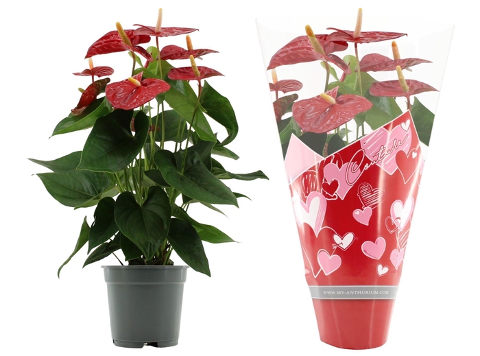 <h4>Anthurium 17 cm Jambo Red in Couture Heart sleeve</h4>
