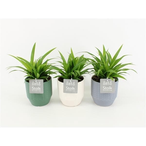 Chlorophytum comosum Lemon in Exspression keramiek