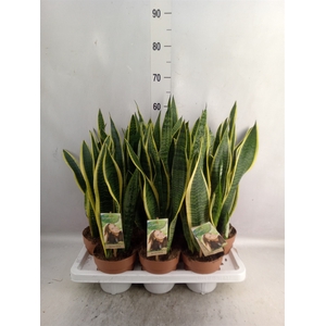 Sansevieria trifa. 'Laurentii'