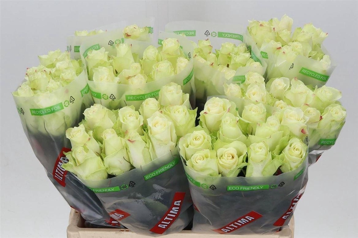 <h4>Rosa Athena</h4>