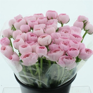 Ran Su Sr Hanoi Pink Extra