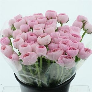 Ran Su Sr Hanoi Pink Extra