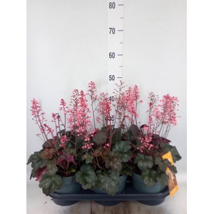 Heuchera   ...