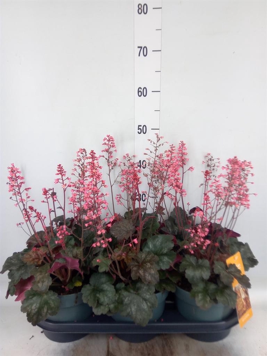 <h4>Heuchera   ...</h4>