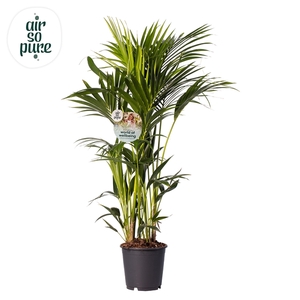 KENTIA - P24 H130 - 8PP - Air So Pure (Howea forsteriana)