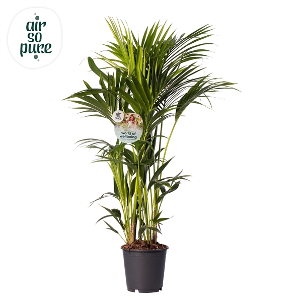 <h4>KENTIA - P24 H130 - 8PP - Air So Pure (Howea forsteriana)</h4>