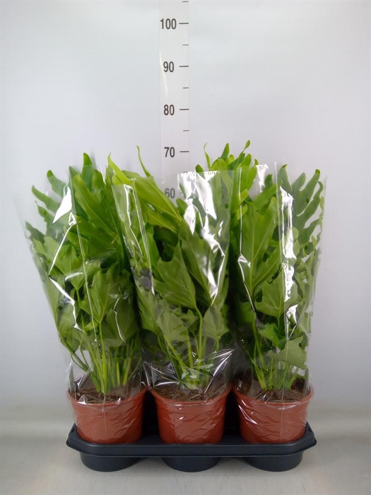 <h4>Philodendron   ...</h4>