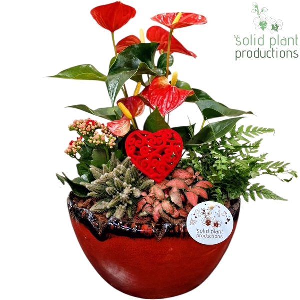 <h4>AT082 Olivia Red Anthurium</h4>