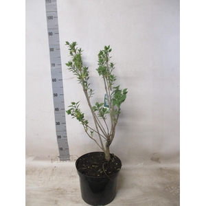 SYRI V KATHERINE HAV