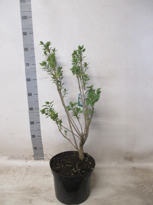 <h4>SYRI V KATHERINE HAV</h4>