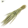 Hordeum per bunch frosted mint green