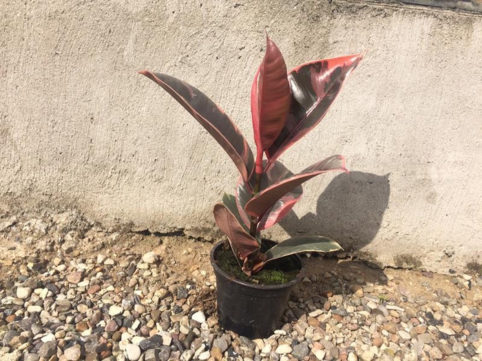 <h4>FICUS ELASTICA p12</h4>