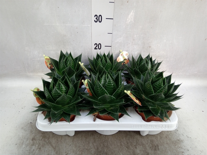 <h4>Aloe aristata 'Cosmo'</h4>