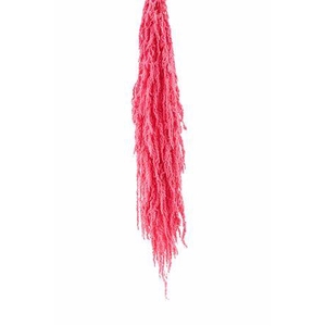 Preserved amaranthus paint light pink