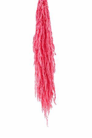 <h4>Preserved amaranthus paint light pink</h4>
