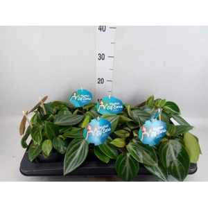 Peperomia 'Smaragd'