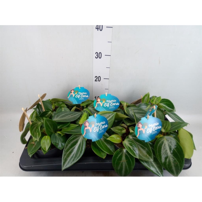 <h4>Peperomia 'Smaragd'</h4>