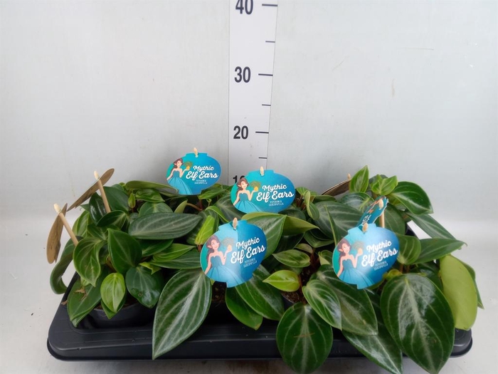 <h4>Peperomia 'Smaragd'</h4>