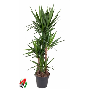 Yucca