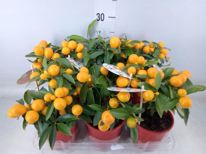 <h4>Fortunella margarita</h4>