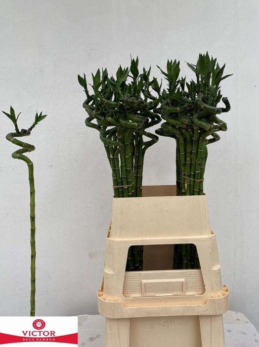 <h4>Drac S Lucky Bamboo</h4>