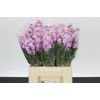 Matthiola Iron Cherry Blossom