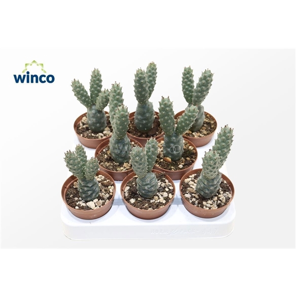 <h4>Tephrocactus Diadematus</h4>