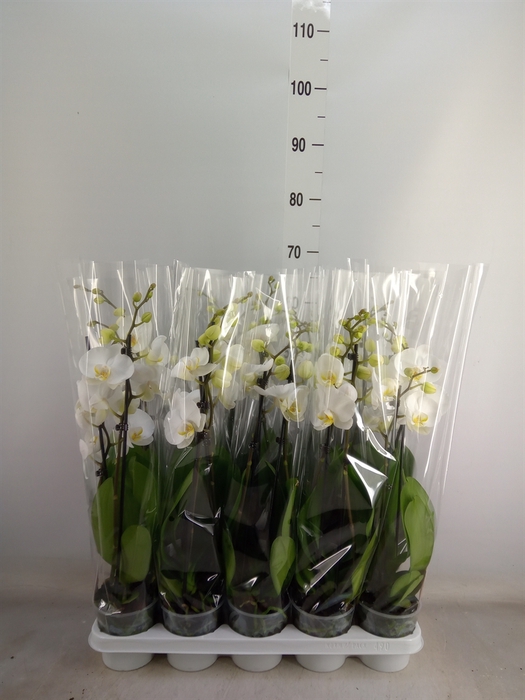 <h4>Phalaenopsis  'Crystal'</h4>