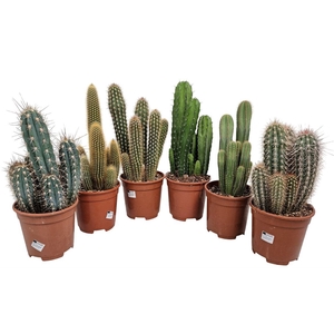 Cereus Mixdoos