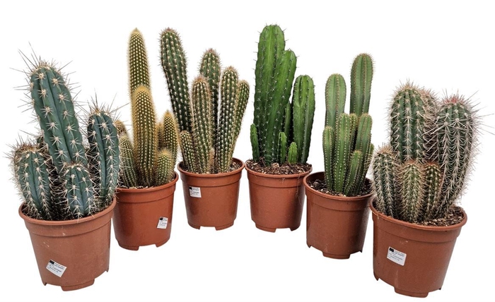 <h4>Cereus Mixdoos</h4>