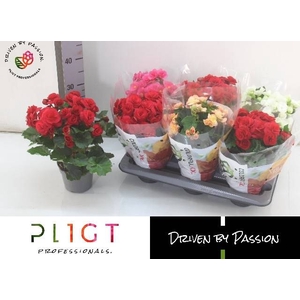 !! PROMO !! BEGONIA MIX P14