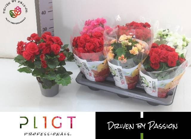 <h4>!! PROMO !! BEGONIA MIX P14</h4>
