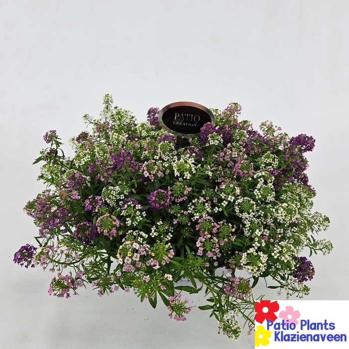 <h4>LOBULARIA OV</h4>