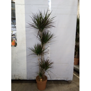 Dracaena marg. 'Magenta'