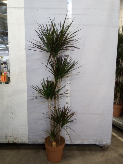 <h4>Dracaena marg. 'Magenta'</h4>