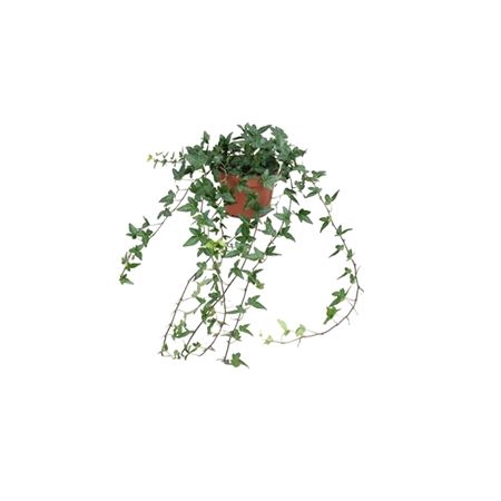 <h4>Hedera Helix Shamrock - Medium Long</h4>