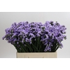 Limonium Donau Birds