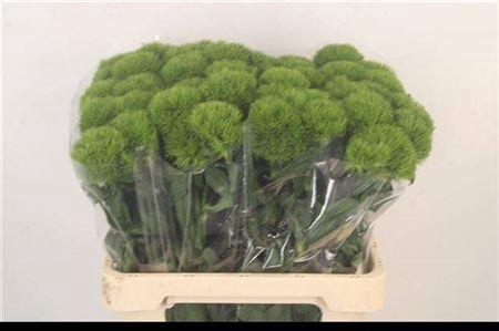 <h4>Di Barb Kiwi Mellow</h4>