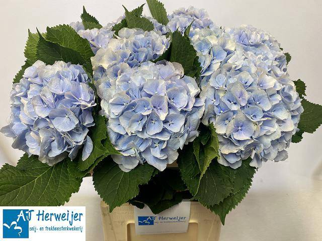 <h4>HYDR M CH VERENA BL</h4>